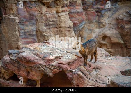 Braune Bergziegen in Petra Jordanien essen Blätter zwischen den roten Felsen und neben Touristen Stockfoto