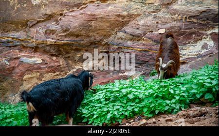 Braune Bergziegen in Petra Jordanien essen Blätter zwischen den roten Felsen und neben Touristen Stockfoto