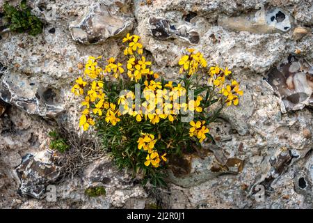 ägäis-Wandblume, gelbe Blume an einer Feuersteinwand. Stockfoto