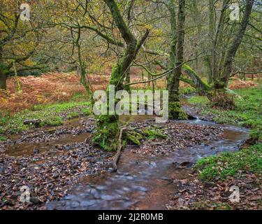 Ein herbstlicher Blick auf einen gewundenen Bach in den Wäldern bei Hodders Coombe in der Nähe von Holford auf den Quantock Hills, Somerset, England, Großbritannien Stockfoto