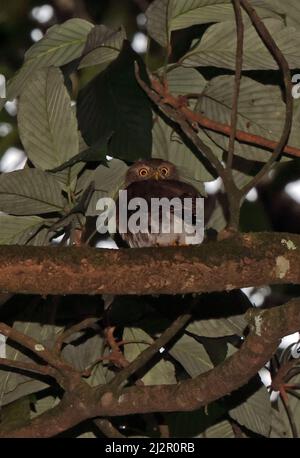 Mittelamerikanischer Zwergkauz (Glaucidium griseiceps rarum), der auf einem Zweig in der Nähe von La Selva, Costa Rica, thront März Stockfoto