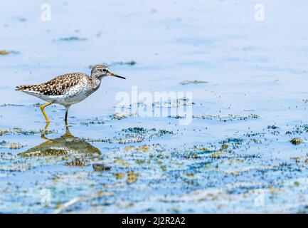 Ein Sandpiper in einem nassen Land Stockfoto
