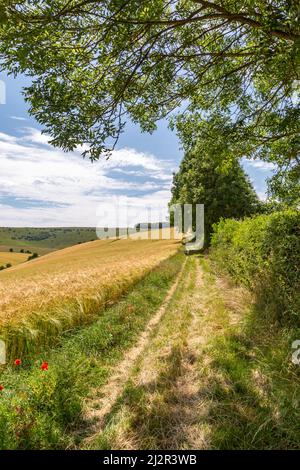 Ein Pfad in den South Downs, der neben einem Getreidefeld führt Stockfoto