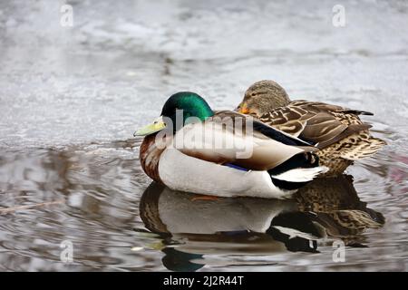 Ein paar Stockenten, die auf schmelzendem Eis ruhen. Männliche und weibliche Wildenten auf dem Quellsee Stockfoto