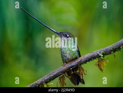 Ein Kolibri (Ensifera ensifera), der mit dem Schwert in Rechnung gestellt wird, zeigt seinen extrodinär langen Schein. Kolumbien, Südamerika. Stockfoto