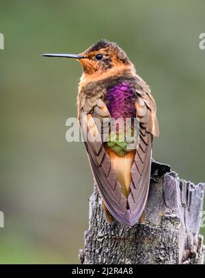 Ein leuchtender Sonnenstrahl-Kolibri (Aglaeactis cupripennis), der seine bunten Federn auf dem Rücken zeigt. Kolumbien, Südamerika. Stockfoto