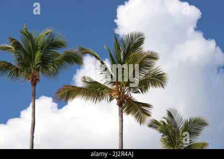 Kokospalmen vor dem blauen Himmel und weißen Wolken. Hintergrund für Urlaub am tropischen Strand Stockfoto