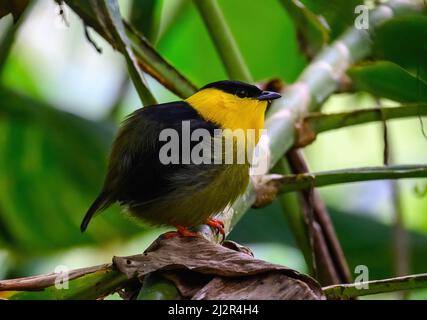 Ein männlicher Manakin mit goldenem Kragen (Manacus vitellinus), der auf einem Ast thront. Kolumbien, Südamerika. Stockfoto