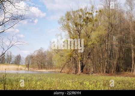 April im Biebrza-Tal, Waldrand und Frühlingsauen, sonnige Landschaft mit überfluteter Wiese, Pappeln mit Mistel Stockfoto