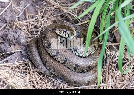 Grasnatter (Natrix natrix helvetica) aufgewickelt, britische Tierwelt, England, Großbritannien Stockfoto