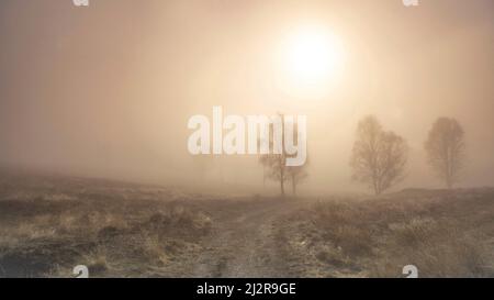 Neblige Morgendämmerung auf der Heide des Cannock Chase Country Park AONB (Gebiet von außergewöhnlicher natürlicher Schönheit) in Staffordshire England Stockfoto