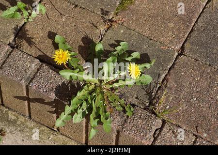 Nahaufnahme blühender Taraxacum officinale, gemeiner Löwinenzapfen der Familie der Asteraceae oder Compositae zwischen den Kacheln der Stufe an der Tür. Frühling Holland Stockfoto