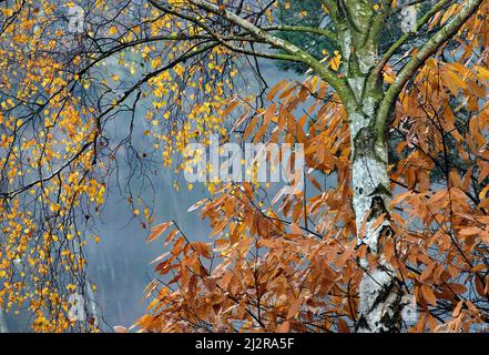 Herbstlicher Laubwald mit Birken in den wunderschönen Wäldern und Wäldern von Cannock Chase ein Gebiet von außergewöhnlicher natürlicher Schönheit, Stockfoto