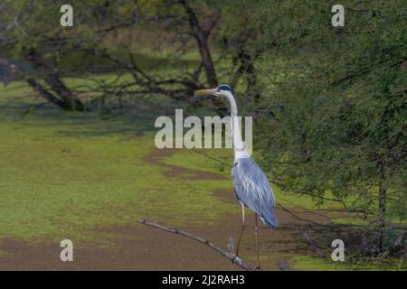 Graureiher oder Reiher in Bharatpur Vogelschutzgebiet Rajasthan Indien Stockfoto