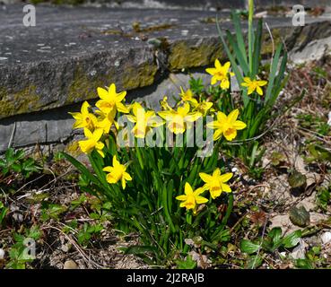 Früh blühende Narzisse. Baden Baden, Deutschland, Europa Stockfoto