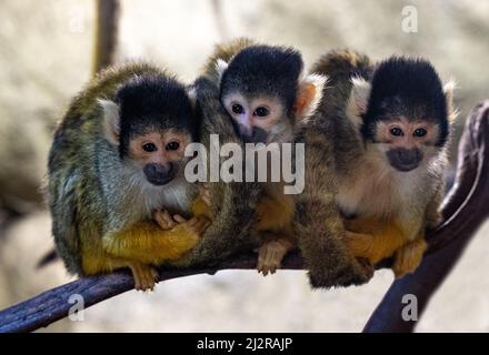 Eichhörnchen-Affe (Saimiri sciureus) Karlsruhe Zoo. Deutschland, Europa Stockfoto