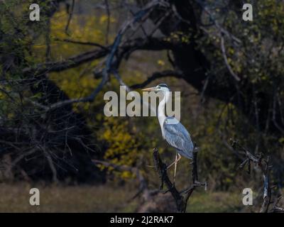 Graureiher oder Reiher in Bharatpur Vogelschutzgebiet Rajasthan Indien Stockfoto