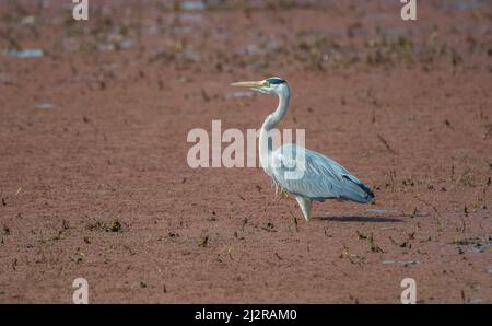 Graureiher oder Reiher in Bharatpur Vogelschutzgebiet Rajasthan Indien Stockfoto