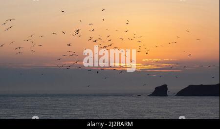 Sonnenuntergang im Spätsommer über Skomer Island und Mew Stone, Küste von Pembrokeshire westlich von Marloes Pembrokeshire Coast National Park (National Trust) Wa Stockfoto