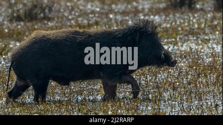 Indische Wildschweine in Keoladeo Nationalpark Rajasthan Stockfoto