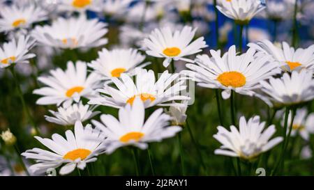 Viele helle Leucanthemum vulgare (die Ochsenauge-Gänseblümchen, HundeGänseblümchen, marguerite) weit verbreitete Blütenpflanze Stockfoto