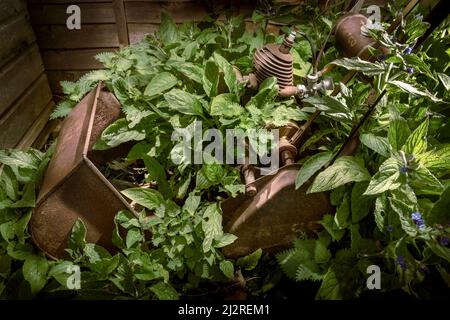 Ein alter, längst vergessener Rasenmäher fügt sich langsam in die Umwelt ein, da er in einer vernachlässigten Ecke eines kleinen Gartens von Unkraut überrannt wird. Stockfoto