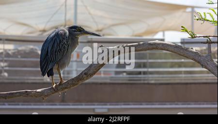 Grüner Reiher, der auf einem trockenen Zweig an der Aviar im Aquarium Oceanogràfic in Valencia, Spanien, thront Stockfoto