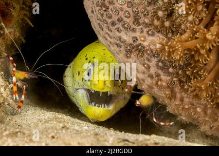 Eine gefimpfte Muräne, Gymnothorax fimbriatus, mit zwei gebänderten Korallengarnelen, Stenopus hispidus, Philippinen. Diese Moräne wird auch als Dunkelfleck bezeichnet Stockfoto