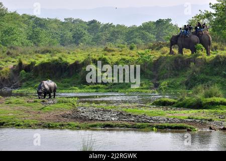 Asiatischer Elefant, asiatischer Elefant, Elephas maximus, Chitwan-Nationalpark, Nepal, UNESCO-Weltkulturerbe Stockfoto