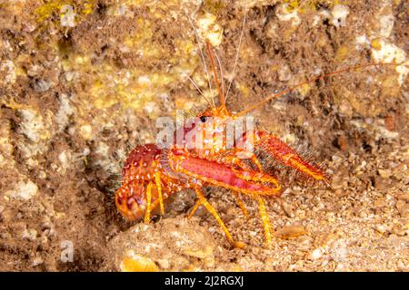 Der rote Riff-Hummer, Enoplometopus occidentalis, wird manchmal auch der westliche Riff-Hummer Hawaii genannt. Diese Art ist nachtaktiv und im dar zu finden Stockfoto