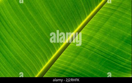 Vollformat-Detailaufnahme eines frischen grünen Bananenblatts Stockfoto