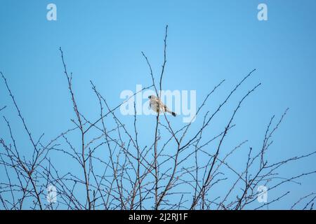 Eine Feldlerche (Alauda arvensis) saß hoch in den Winterzweigen Stockfoto