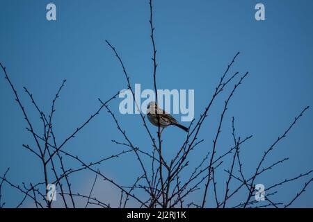 Eine Feldlerche (Alauda arvensis) saß hoch in den Winterzweigen Stockfoto