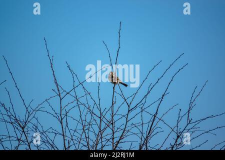 Eine Feldlerche (Alauda arvensis) saß hoch in den Winterzweigen Stockfoto