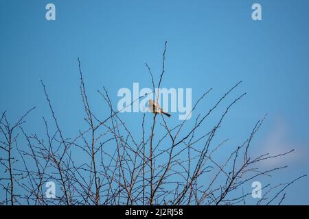 Eine Feldlerche (Alauda arvensis) saß hoch in den Winterzweigen Stockfoto