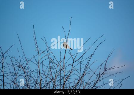 Eine Feldlerche (Alauda arvensis) saß hoch in den Winterzweigen Stockfoto