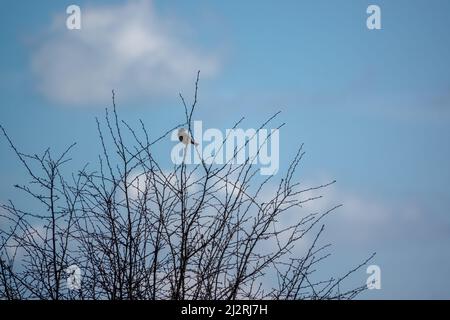 Eine Feldlerche (Alauda arvensis) saß hoch in den Winterzweigen Stockfoto