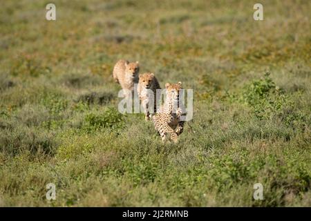 3 Geetah Cubs Running, Tansania Stockfoto