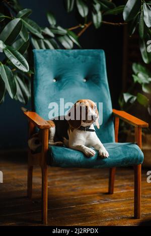 Schöner Hund Beagle sitzt auf einem grünen Stuhl in der Wohnung Innenraum Stockfoto