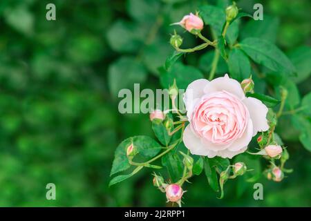Charmante rosa englische Rose Austin im Garten mit geschlossenen Knospen. Stockfoto