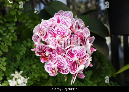 Schöne weiße und rosa Farbe von Phalaenopsis Taidas King Caroline Little Zebra Orchideen Stockfoto
