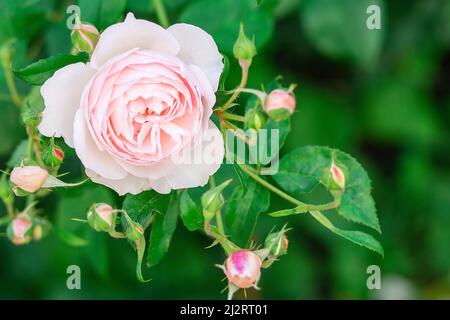 Charmante rosa englische Rose Austin im Garten mit geschlossenen Knospen. Stockfoto