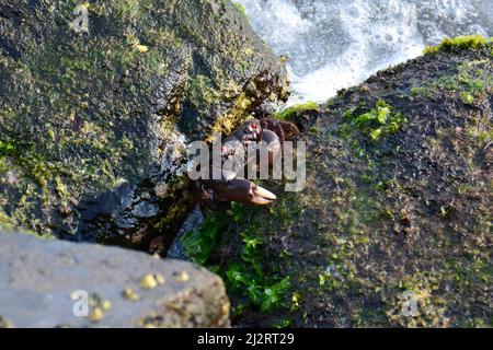 Rotäugige Felskrabbe, Eriphia sebana, Krebs, Indonesien, Asien Stockfoto