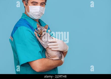 Ein junger Tierarzt in Uniform, Maske und Handschuhen hält eine Sphinx-Katze in der Hand. Der Tierarzt untersucht das Tier. Stockfoto