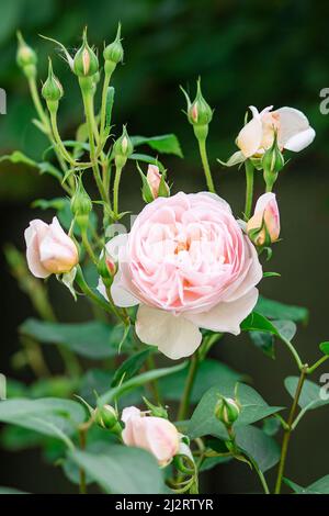 Charmante rosa englische Rose Austin im Garten mit geschlossenen Knospen. Stockfoto