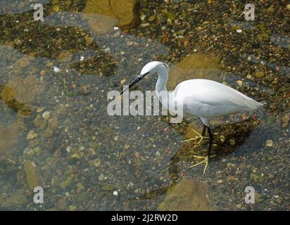 Kleiner Reiher watet Vogel im Wasser auf Felsen. Stockfoto