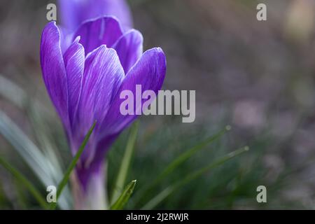 Blauer Krokus auf unscharfem Hintergrund, Makroaufnahme. Stockfoto