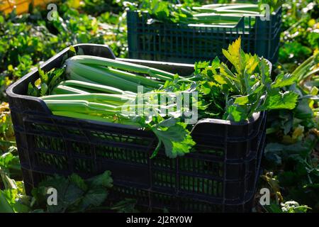 Frisch geernteter Sellerie in Kunststoffbox auf Gemüsefeld Stockfoto