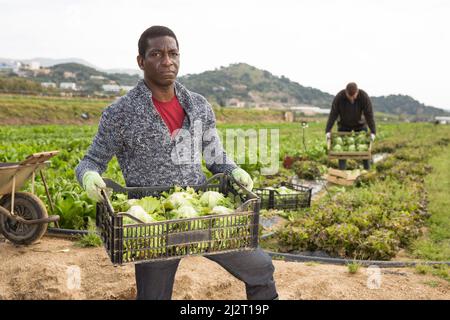 Afro-amerikanischer Arbeiter trägt eine Plastikbox mit der Ernte von Salat Stockfoto