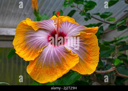 Bunte chinesische Hibiskusblüte (Hibiscus Rosa-Sinesis) mit gelben, weißen und roten Blütenblättern -03 Stockfoto